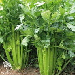 Сельдерей черешковый и листовой Атлант