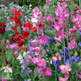 Горошек душистый Нежные коготки, смесь сортов