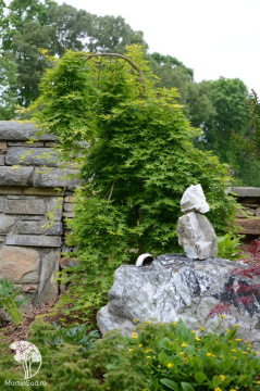 Фото Клён пальмолистный Руисен