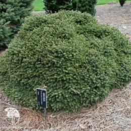 Ель обыкновенная Максвелли