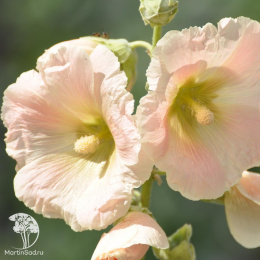 Мальва кремовая