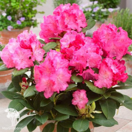 Рододендрон гибридный Германия