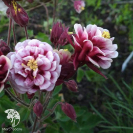 Аквилегия Башня красная с белым, обыкновенная (серия Розовые сны) Н20