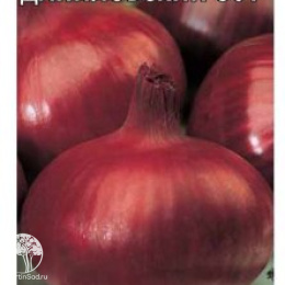 Лук репч. Даниловский 301