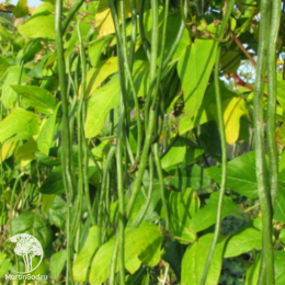 Вигна Графиня  автор.