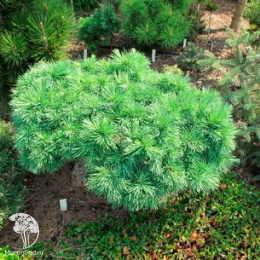 Лиственница европейская Компакта на штамбе