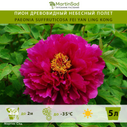 Пион древовидный Небесный полет