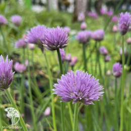  Шнитт-лук (скорода)