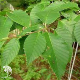 Берёза Хосери