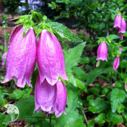 Колокольчик Дионис точечный