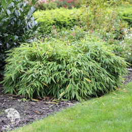 Бамбук Фаргезия Мюриэла Элис