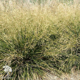 Луговик дернистый (Щучка) Тардифлора