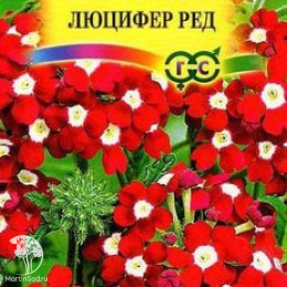 Вербена Люцифер Ред, гибридная