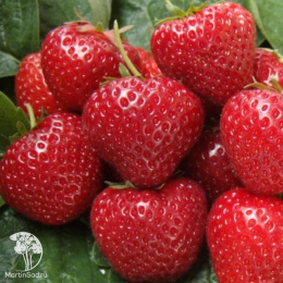 Клубника Сельва