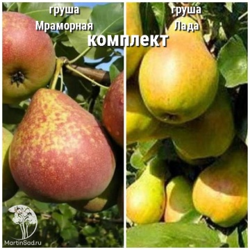 Фото Груша Мраморная + опылитель Груша Лада