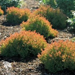 Туя западная Фаер Чиф