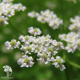 Тмин овощной Анисовый мед