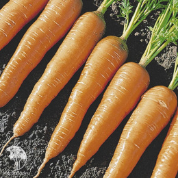 Набор семян Борщ 4 пакета (б\п)