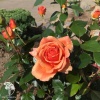 Роза чайно-гибридная Ашрам фото 1 