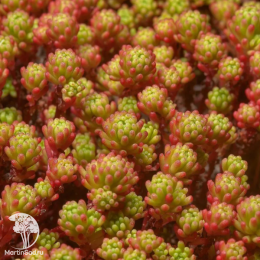 Седум (Очиток) лидийский