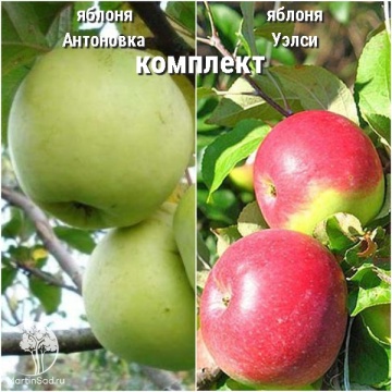 Фото Сверхвыгодный комплект! Яблоня Антоновка + опылитель яблоня Уэлси