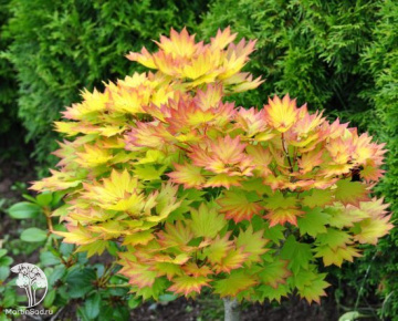 Фото Клён пальмолистный Ака-шигитатсу-сава на штамбе