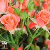 Роза спрей (миниатюрная) Алегрия фото 3 