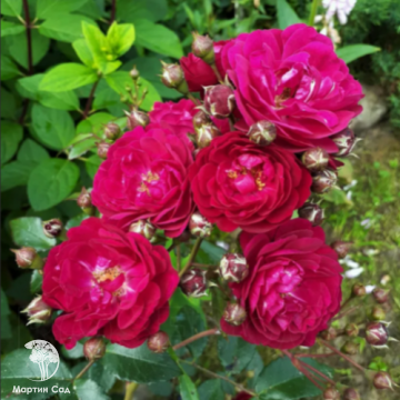 Фото Роза плетистая Старлет Роуз Лола