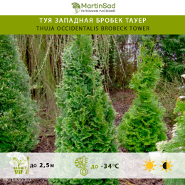 Туя западная Бробек Тауер