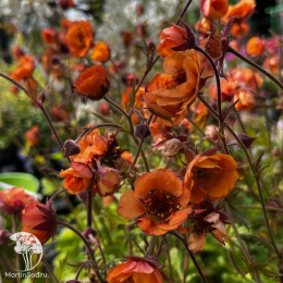 Гравилат Темро Оранж