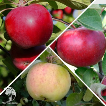 Фото Яблоня гибрид Макинтош + Болотовское + Лобо