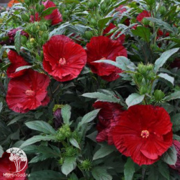 Гибискус Кренберри Краш