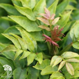 Ясень американский Ханки Панк на штамбе