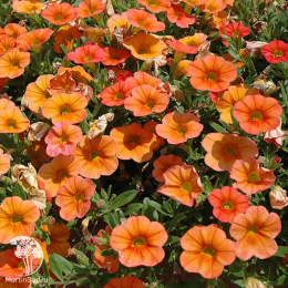 Калибрахоа Каблум Оранж (Семена Профи)