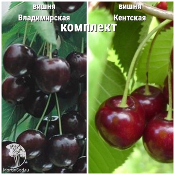 Фото Сверхвыгодный комплект! Вишня Владимирская + опылитель Вишня Кентская