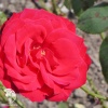Роза канадская парковая Шамплейн фото 2 