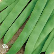 Фасоль Волга-матушка