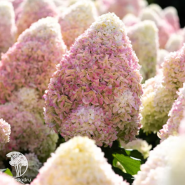 Гортензия метельчатая Кэнди Лав