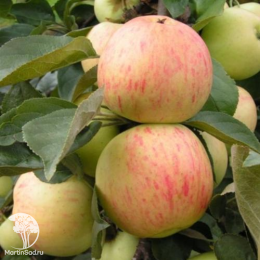 Сверхвыгодный комплект! Яблоня Штрифель + опылитель яблоня Антоновка