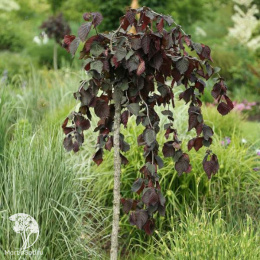 Лещина обыкновенная Пёрпл Амбрелла на штамбе