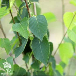 Берёза Сентинель Даргент