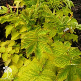 Лабазник вязолистный Аурея