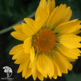 Гайлардия (Гайллардия) Янтарь