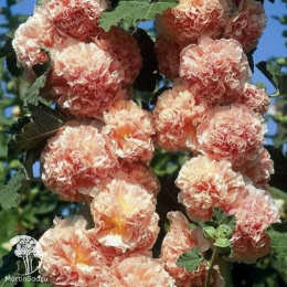 Мальва Чатерс Дабл Салмон Пинк