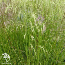 Луговик дернистый Вальдшрат