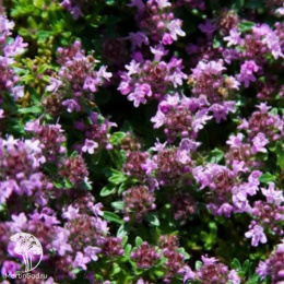 Тимьян ползучий Мэджик Карпет
