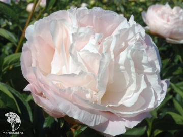 Фото Пион молочноцветковый Омео Сноу