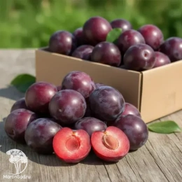 Черрикос (чёрный абрикос + алыча)