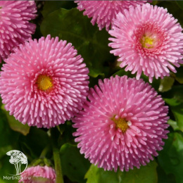 Маргаритка многолетняя Тассо светло-розовый