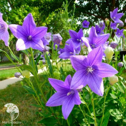 Платикодон Синий